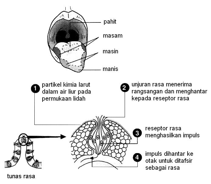 minum madu tapi tak jadi ubat