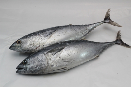 5 Jenis Ikan Patut Dielakkan Bagi Penderita Ekzema Gerd Wanita Berpantang Penyebab Gatal Angin