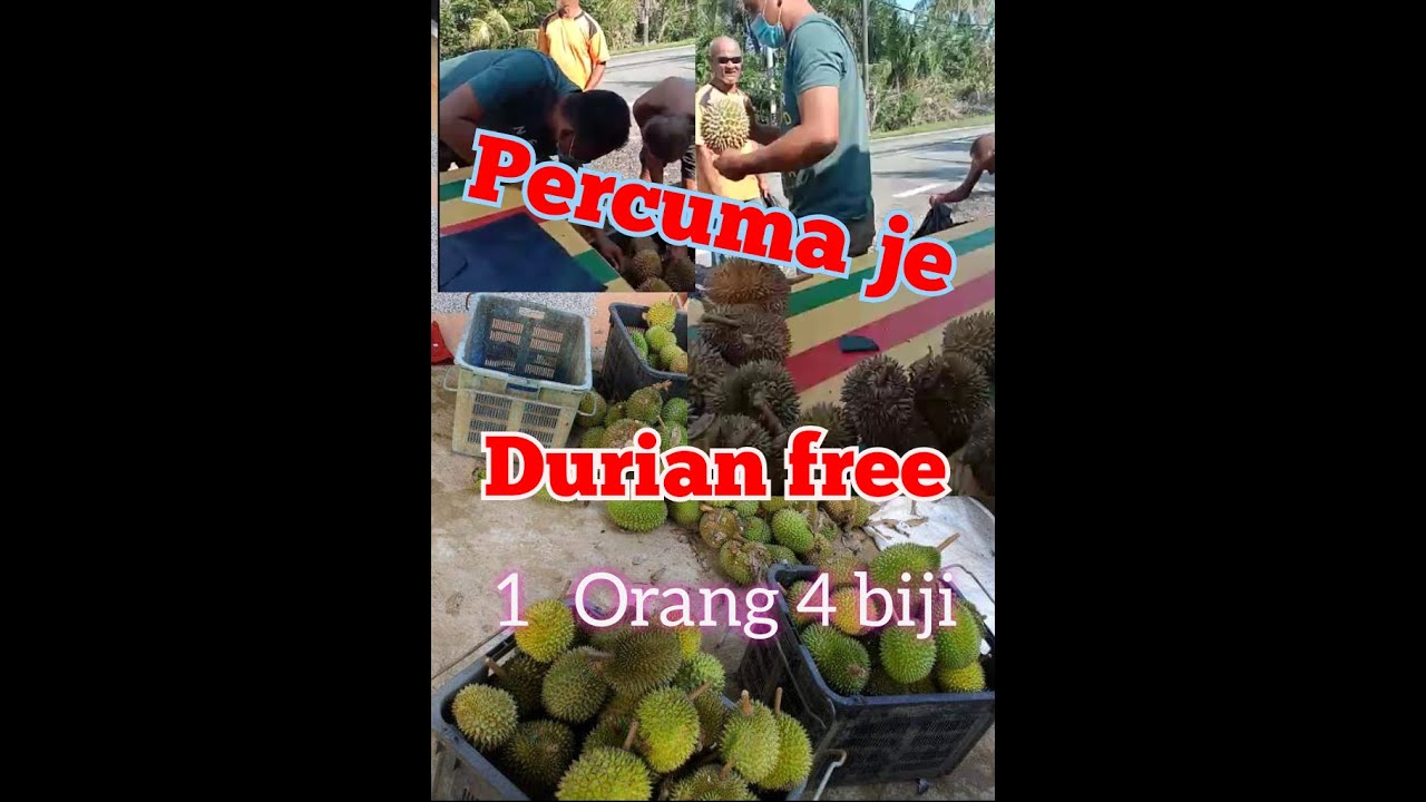 Durian free.tidak perlu bayar pun.