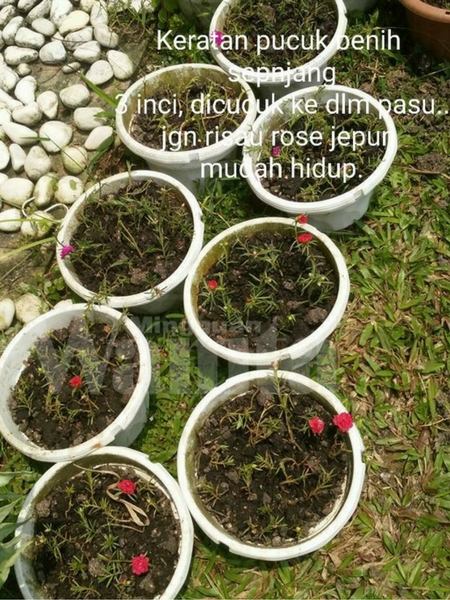 Kelab Peminat Rose Jepun, Ini 3 Cara Mudah Nak Bagi Bunga Merimbun Kembang Satu Taman!