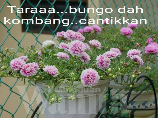 Kelab Peminat Rose Jepun, Ini 3 Cara Mudah Nak Bagi Bunga Merimbun Kembang Satu Taman!