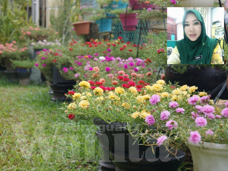 Kelab Peminat Rose Jepun, Ini 3 Cara Mudah Nak Bagi Bunga Merimbun Kembang Satu Taman!