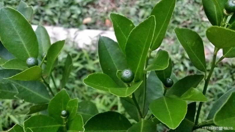 Petua Letak Daun Kering, Dalam Masa 2 Minggu Pokok Limau Mula Keluarkan Putik!