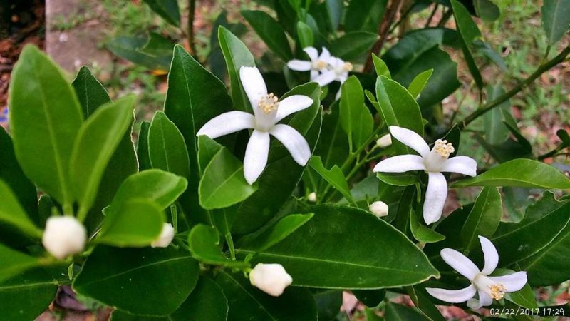 Petua Letak Daun Kering, Dalam Masa 2 Minggu Pokok Limau Mula Keluarkan Putik!