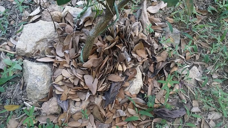 Petua Letak Daun Kering, Dalam Masa 2 Minggu Pokok Limau Mula Keluarkan Putik!