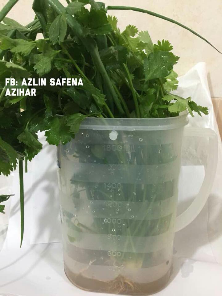 Wanita Ini Kongsi 7 Tip Simpan Sayur Agar Kekal Segar & Tahan Lebih Lama Daripada Biasa!