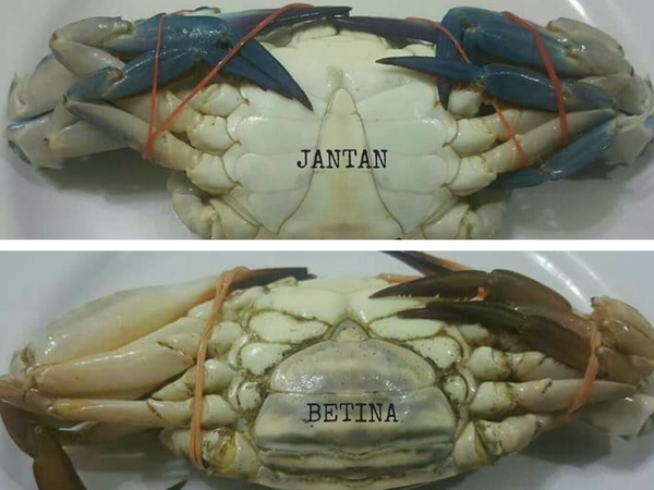 Sebelum Nak Beli, Ini 8 Tip Nak Pilih Ketam Yang Segar, ‘Manis’ & Banyak Isi!