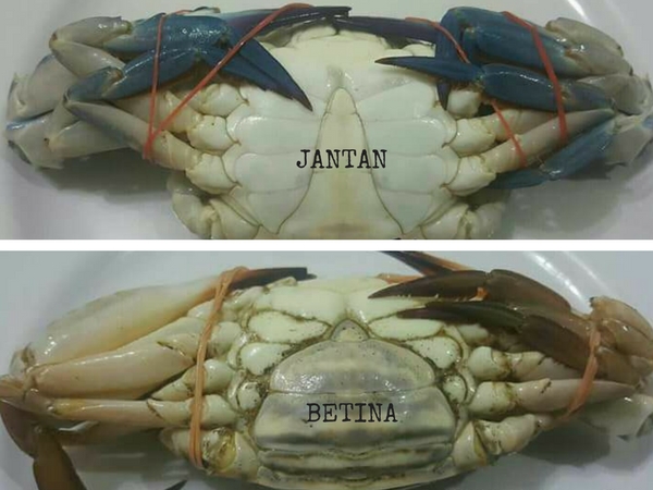 Sebelum Nak Beli, Ini 8 Tip Nak Pilih Ketam Yang Segar, &#8216;Manis&#8217; &#038; Banyak Isi!