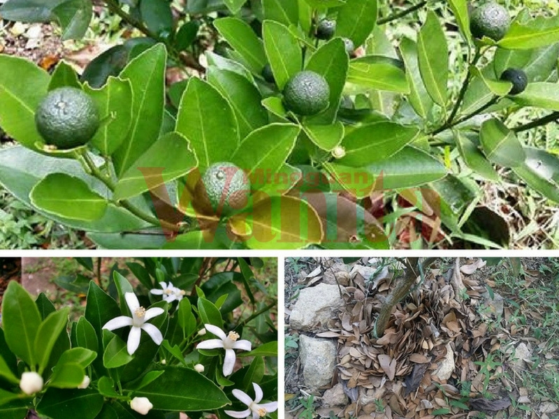 Petua Letak Daun Kering, Dalam Masa 2 Minggu Pokok Limau Mula Keluarkan Putik!