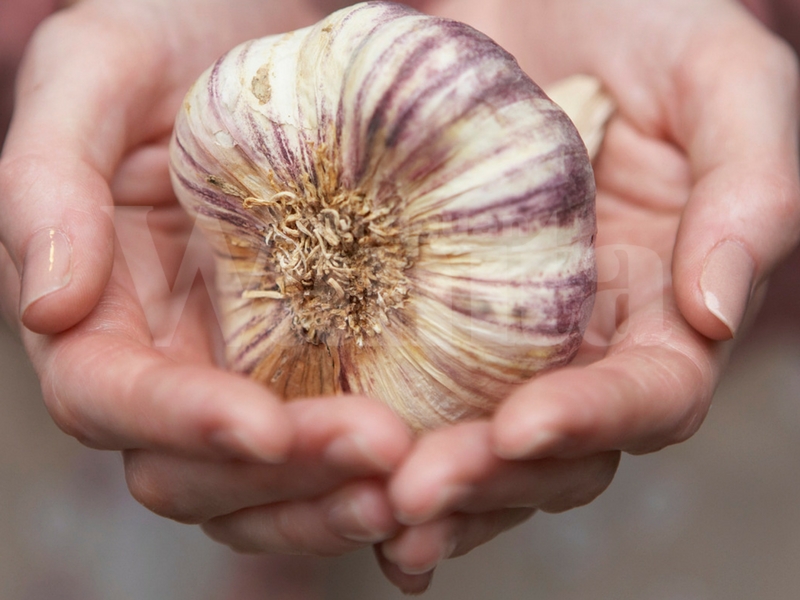 Nak Amal Petua Bawang Putih Tu Tak Salah, Tapi Jangan Sampai Buat 6 Kesalahan Ini