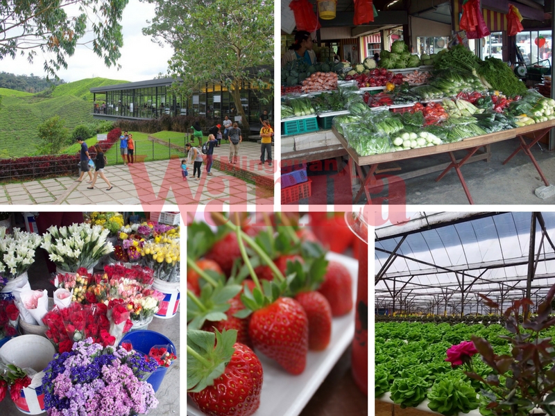 9 Tempat Menarik PERCUMA Wajib Singgah Bila Rancang Bercuti Ke Cameron Highlands