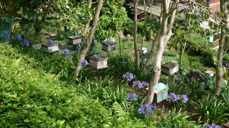 9 Tempat Menarik PERCUMA Wajib Singgah Bila Rancang Bercuti Ke Cameron Highlands