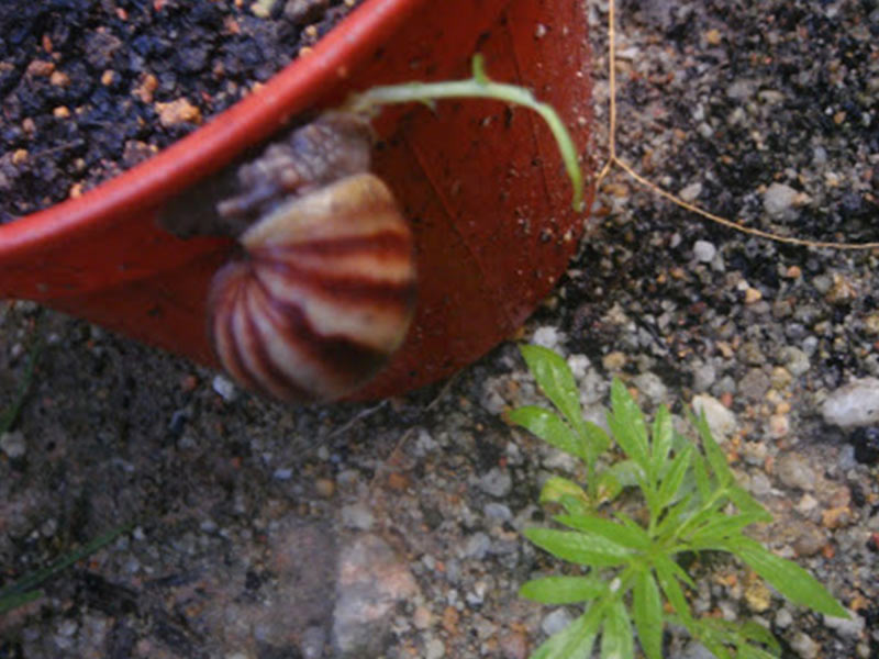 Sebelum Tanaman Rosak, Mohon Hapuskan Siput Dulu!