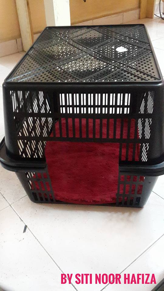 Mudahnya DIY Rumah Kucing Dari Bakul, Tak Sampai Pun RM10