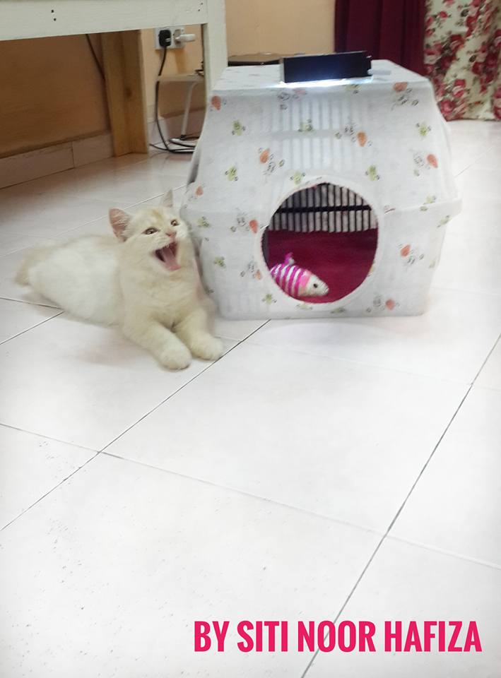 Mudahnya DIY Rumah Kucing Dari Bakul, Tak Sampai Pun RM10