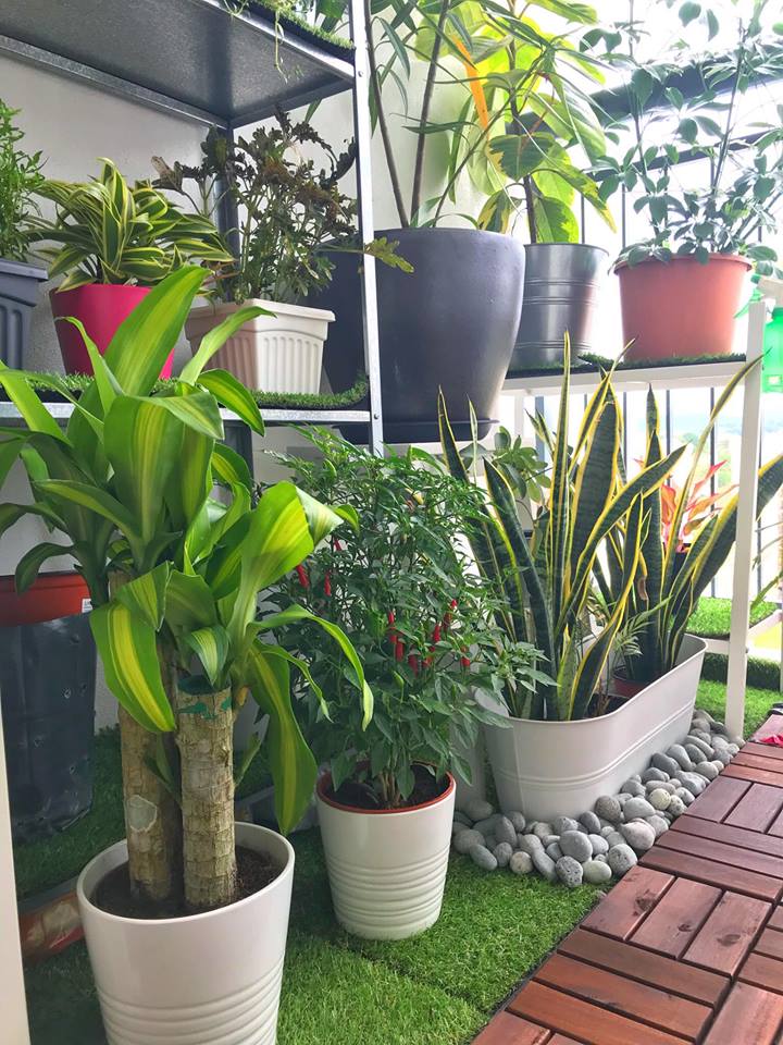 12 Panduan Set Up Taman  Mini Balkoni Rumah  Tinggi Wow 