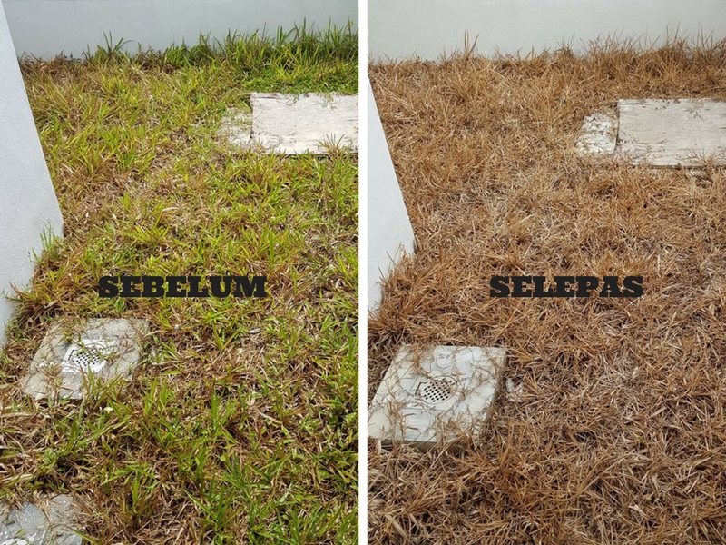 Hapuskan Rumput Liar Di Halaman Rumah, Guna Cuka & Sabun Pencuci Saja! Jimat Lagi Berkesan