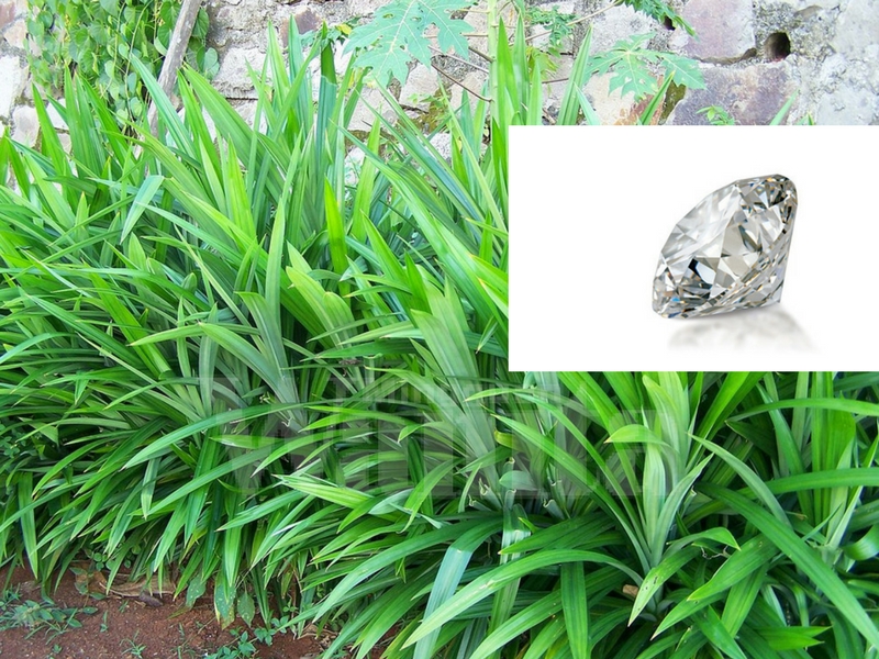 “Penemuan Terbaru Cara Mudah Cari Berlian Ialah Di Bawah Pokok Pandan” – Ahli Geologi
