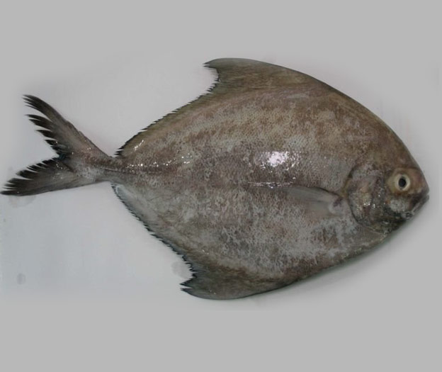 5 Jenis Ikan Patut Dielakkan Bagi Penderita Ekzema, Gerd &#038; Wanita Berpantang, Penyebab Gatal &#038; &#8216;Angin&#8217;