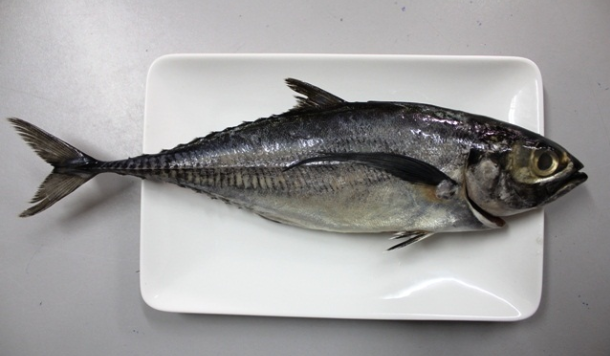5 Jenis Ikan Patut Dielakkan Bagi Penderita Ekzema, Gerd & Wanita Berpantang, Penyebab Gatal & ‘Angin’