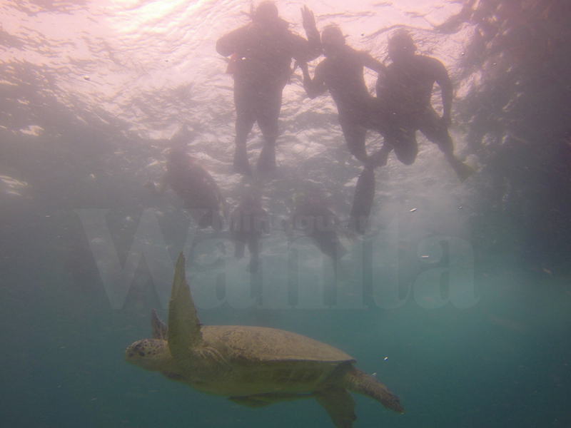 Peluang Lihat Penyu dan Jerung, Pulau Kat Malaysia Juga Hebat Untuk Diteroka