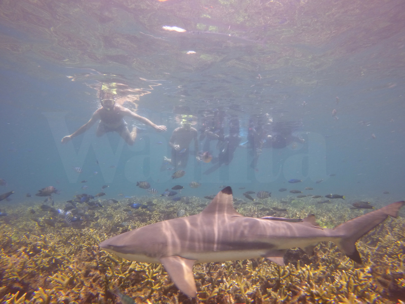 Peluang Lihat Penyu dan Jerung, Pulau Kat Malaysia Juga Hebat Untuk Diteroka